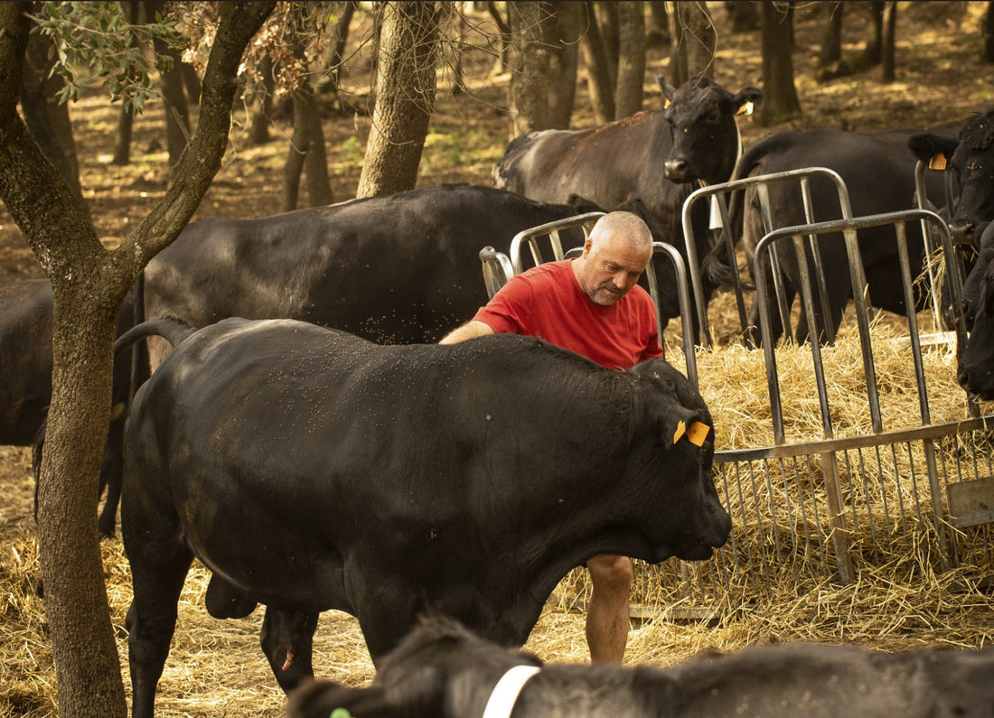 Del campo al plato: cómo producimos nuestra ternera Black Angus ecológica