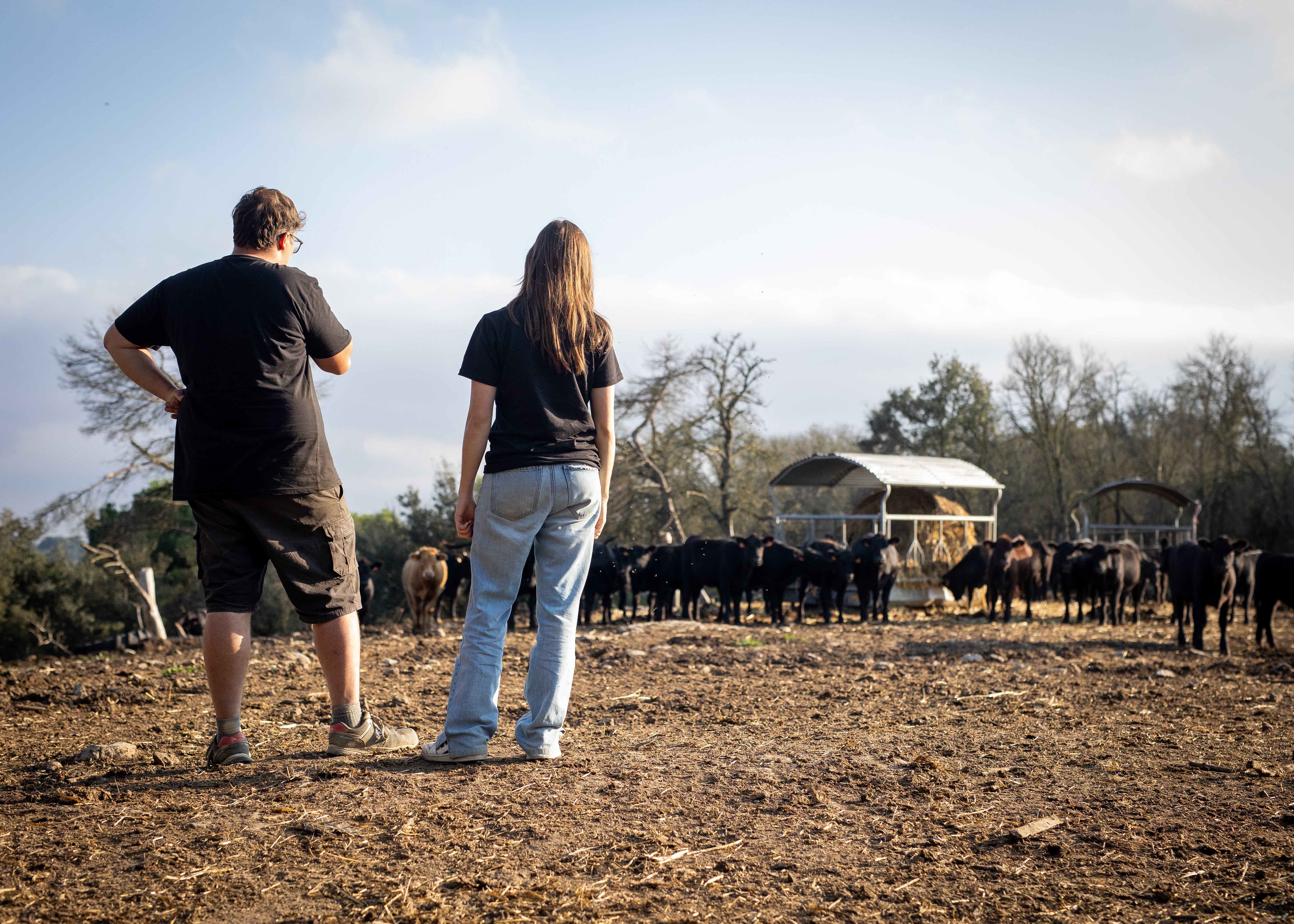 Vacas de ganadería ecológica pastando en un bosque